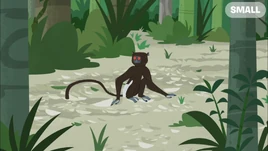 Animation