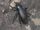 Dusky Darkling Beetle