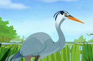 Great blue heron (Ardea herodias)