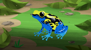 Dyeing poison dart frog (Dendrobates tinctorius)