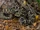 Eastern Diamondback Rattlesnake