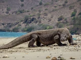 Komodo Dragon