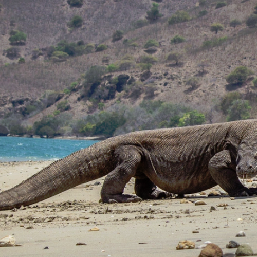Komodo Dragon episode Wild Kratts Wiki Fandom