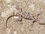 Mediterranean House Gecko