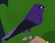 Purple martin (Progne subis)