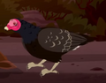 Turkey Vulture.png (136 KB) Turkey Vulture