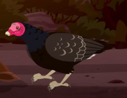 Turkey Vulture (Cathartes aura)