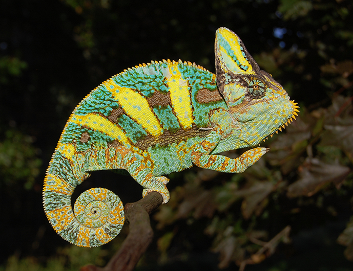 Chameleons.