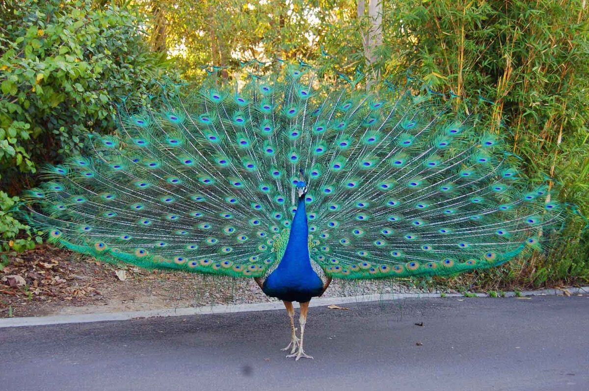 Peafowl - Wikipedia