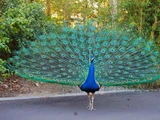 Indian Peafowl