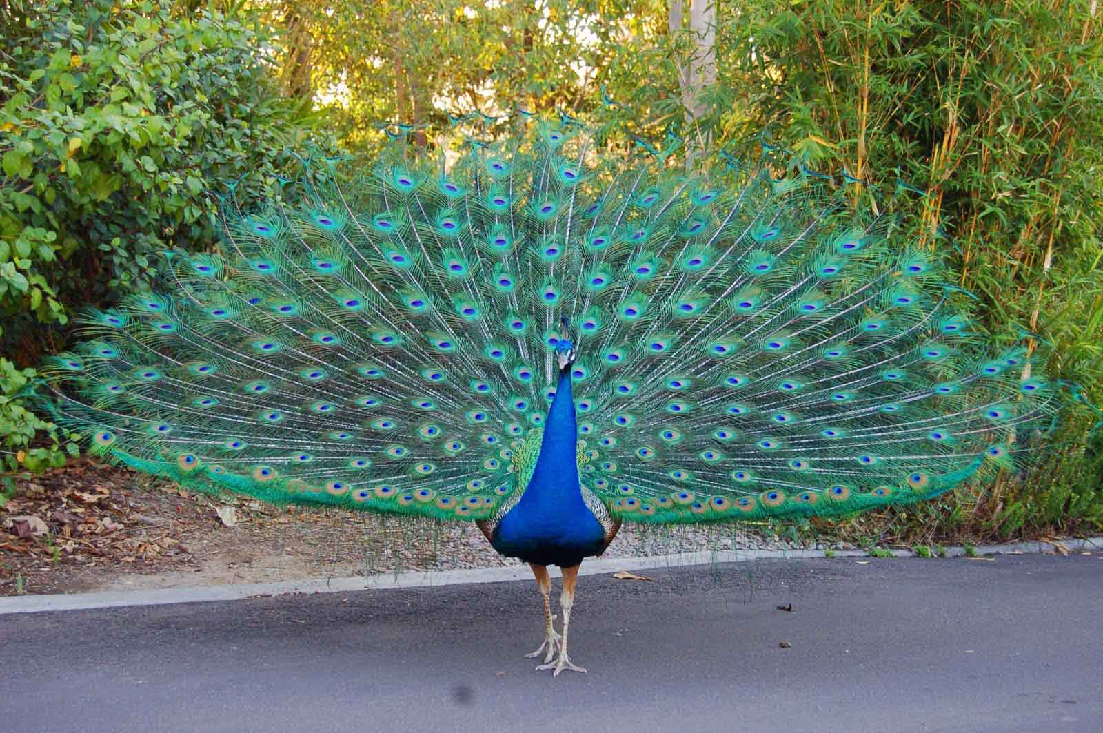 indian peacock images