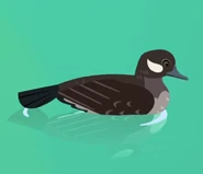 Bufflehead (Bucephala albeola)