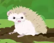 Four-toed hedgehog (Atelerix albiventris)