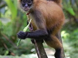 Geoffroy's Spider Monkey