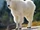 Mountain Goat