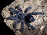 Purple Tree Tarantula