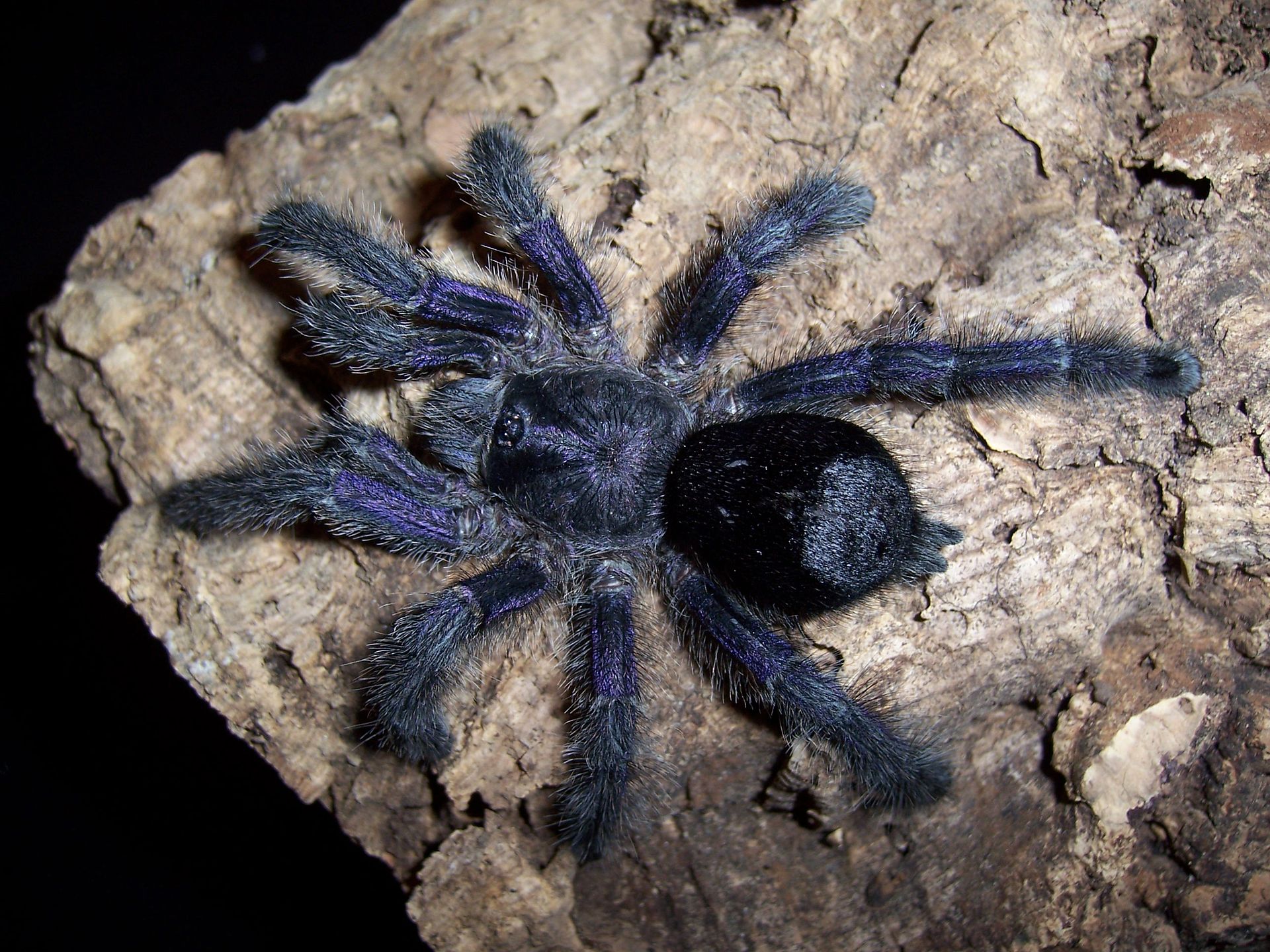 ecuadorian purple tarantula