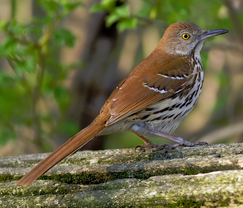 Brown Thrasher Wild Kratts Wiki Fandom