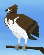 Martial Eagle (Polemaetus bellicosus)