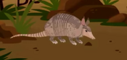 Brazilian Nine-banded Armadillo (Dasypus novemcinctus novemcinctus)