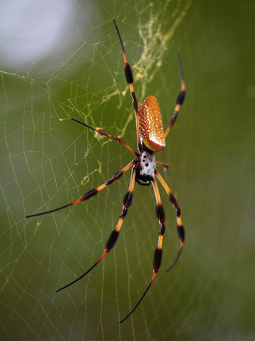 Golden orb 2024 web spider