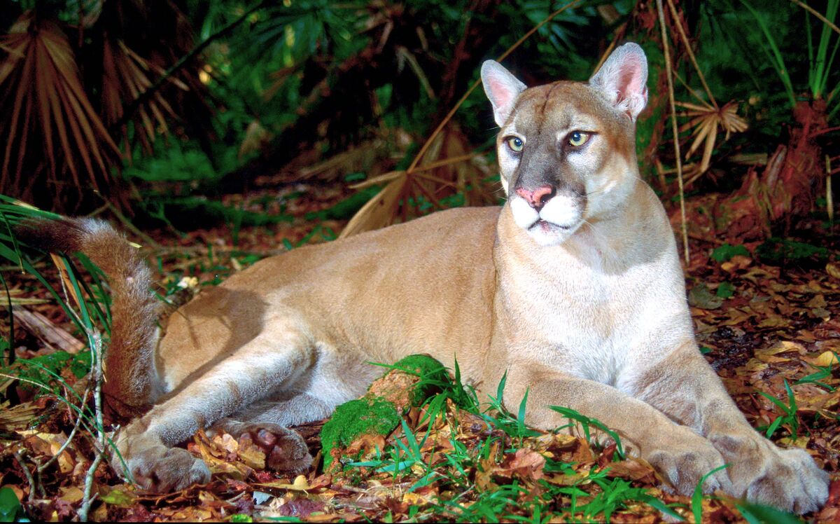 Florida panther - Wikipedia