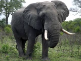 African Bush Elephant