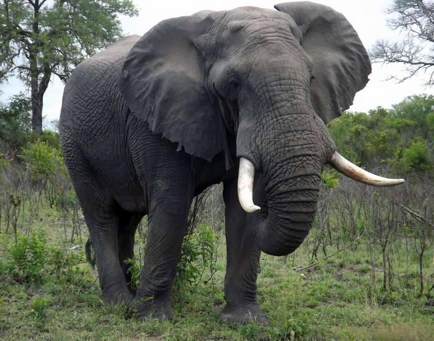 African Bush Elephant | Wild Kratts Wiki | Fandom