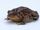 American Toad