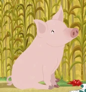 Domestic Pig (Sus scrofa domesticus)