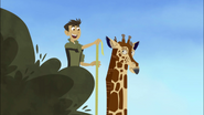 Chris is measuring the giraffe's height.