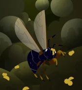 American Fig Wasp (Tetrapus americanus)