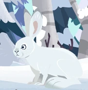 Snowshoe Hare (Lepus americanus)