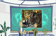 A tiger is shown on the large screen.