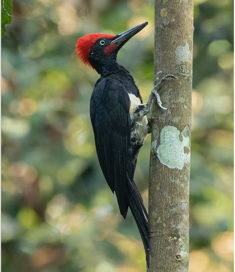 White Bellied Woodpecker Wild Kratts Wiki Fandom