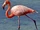 American Flamingo