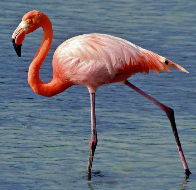 American Flamingo