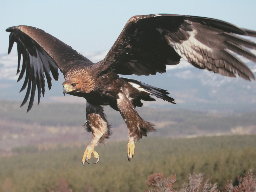 golden eagle images