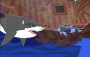 Martin is getting threatened by a shark.