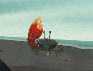 Compressed Fiddler Crab (Tubuca coarctata)