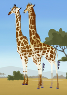 Nubian Giraffe (Giraffa camelopardis camelopardis)