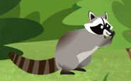 Bandito (raccoon)