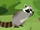 Bandito (raccoon)