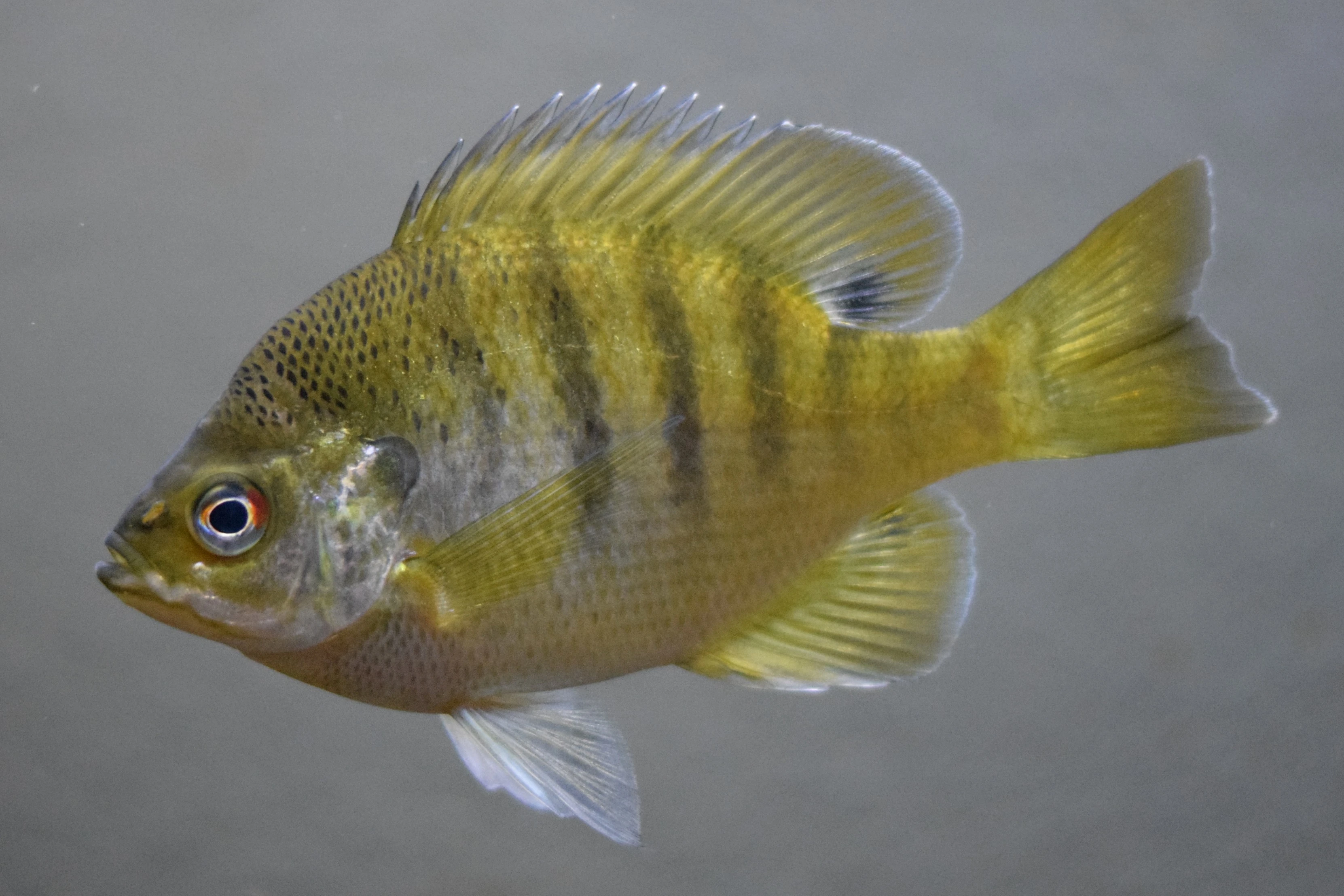Bluegill | Wild Kratts Wiki | Fandom