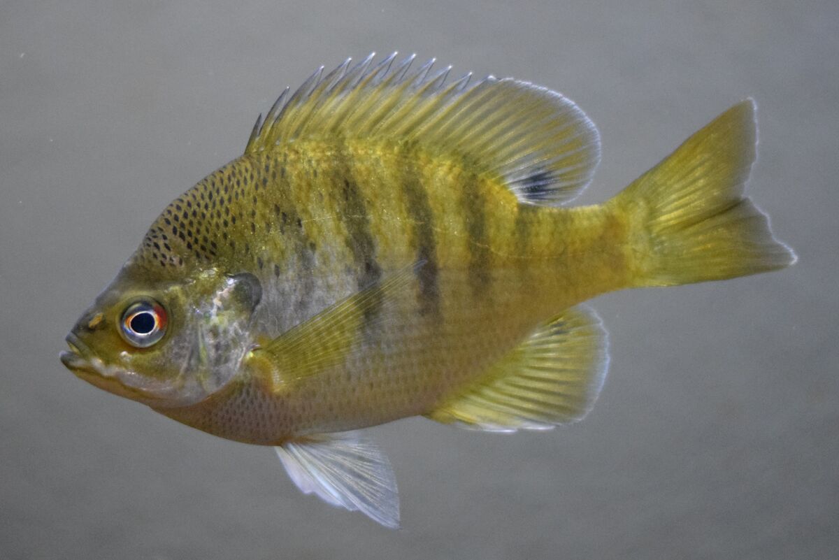 Bluegills - Wild Animals in AZ