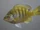 Bluegill