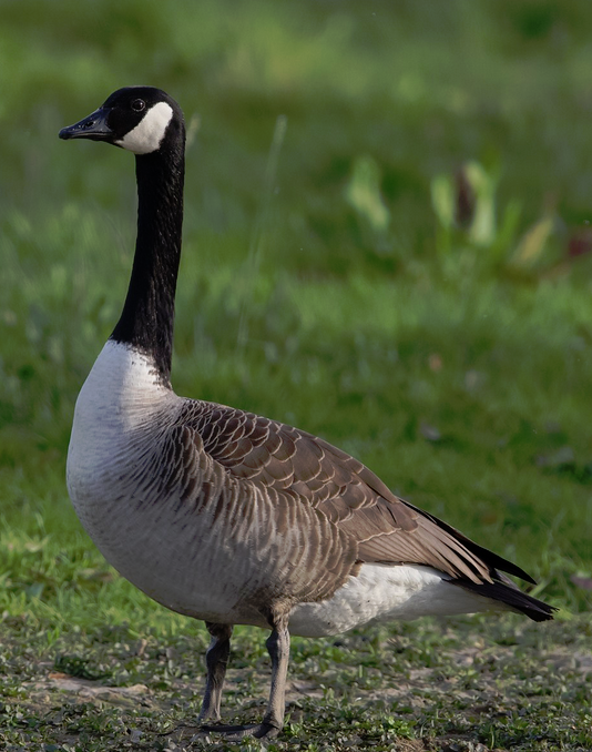Canada Goose, Wild Kratts Wiki
