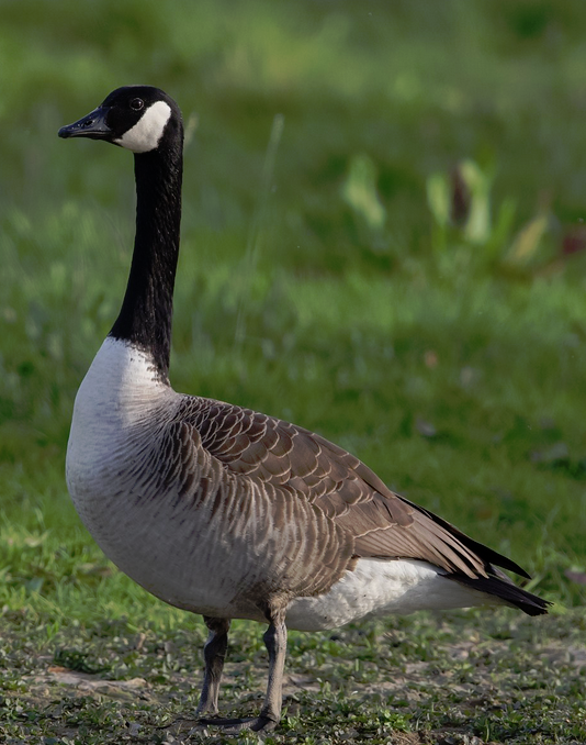 Canada goose - Wikipedia