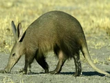 Aardvark