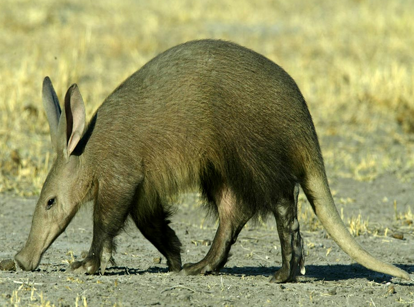 Aardvark | Wild Kratts Wiki | Fandom